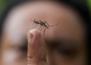 Salud confirma siete muertes por dengue