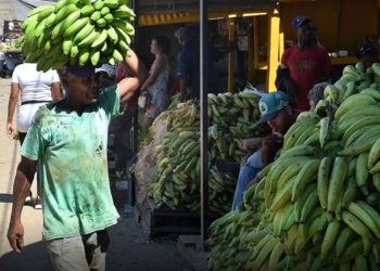 Ministro Agricultura: «Gobierno estabiliza precio plátano en mercado local»