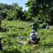 CAASD y alcaldía Los Alcarrizos siembran árboles diversas especies