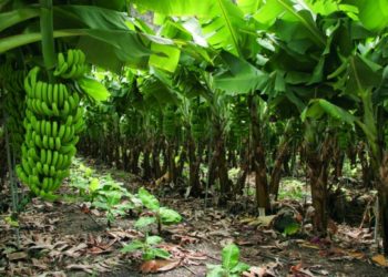 Gobierno entrega RD$31 millones a productores agrícolas en Azua