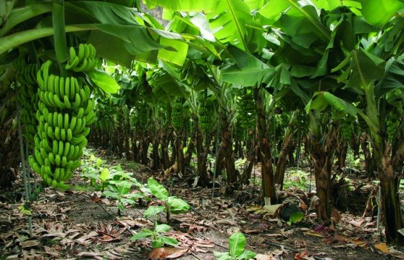 Gobierno entrega RD$31 millones a productores agrícolas en Azua
