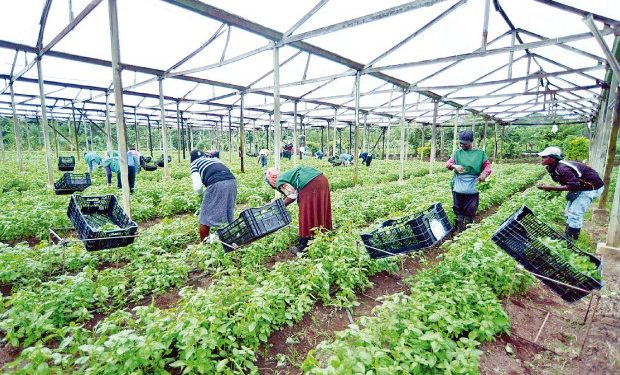 Exministro Agricultura pide apoyo a productores aseguren abastecimiento