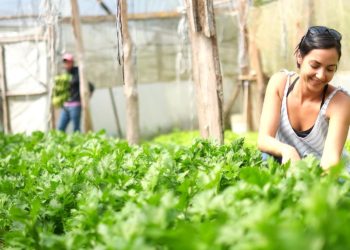 Gobierno anuncia medidas apoyo productores vegetales