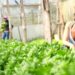 Gobierno anuncia medidas apoyo productores vegetales