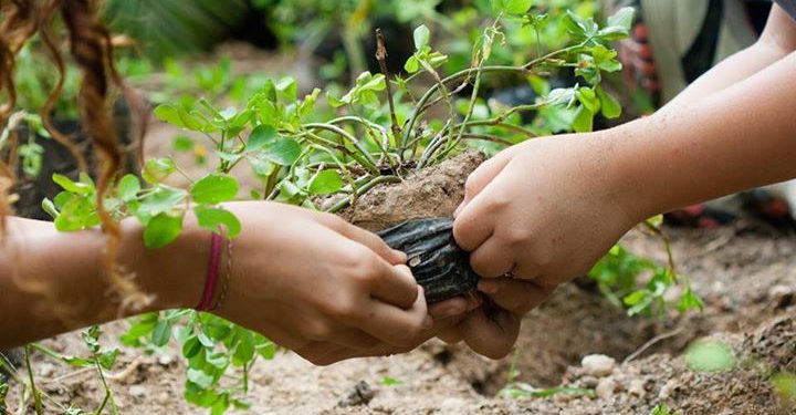 Estudiantes especiales se unen al reto siembra un árbol en Santiago