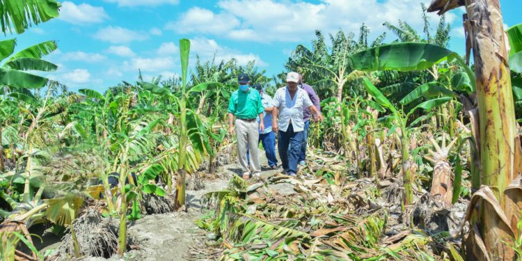 INESPRE salda deuda productores plátanos afectados por tormenta