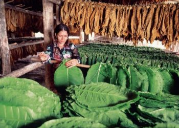 Ministro Agricultura anuncia impulso industria del tabaco