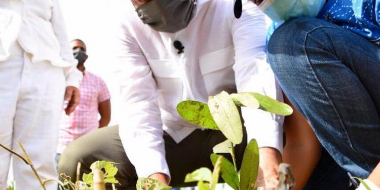 Medio Ambiente planta 155 mil árboles