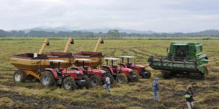 Gobierno dominicano fortalecerá sector arrocero