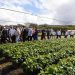Gobierno financiará productores café