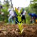 Cooperativas realizan jornada reforestación río Camú