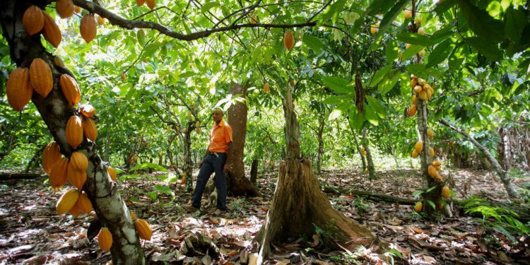 Administrador Banco Agrícola resalta apoyo productores cacao con financiamientos tasa cero
