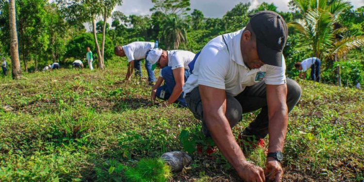 ETED realiza jornada reforestación