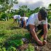 ETED realiza jornada reforestación