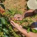 Gobierno dispone financiamiento tasa cero sector cafetalero