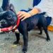 Imponen RD$300 mil y trabajo comunitario agresor perrita Truffa