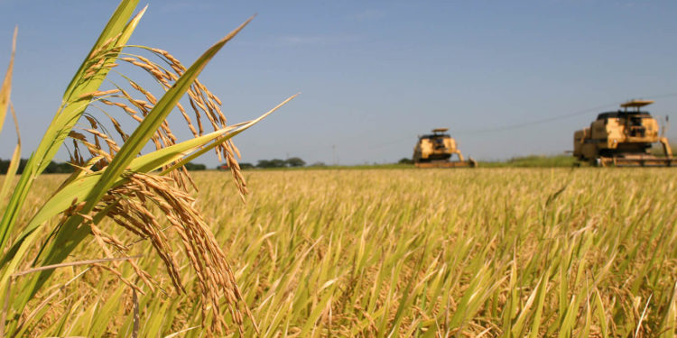 Presidente Abinader: «Aumento producción arroz garantiza abastecimiento y estabilidad precio»