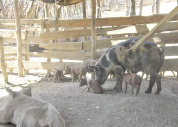 Técnicos internacionales ayudarán erradicar peste porcina africana