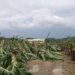 Gabinete Agropecuario verifica daños provocó ventarrón en Valverde Mao