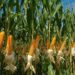 Agricultura revoluciona cultivo maíz con equipos alta tecnología