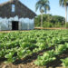 Gobierno impulsa cultivo de tabaco