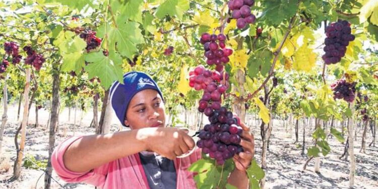 Gobierno apuesta por producción de vinos