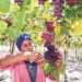 Gobierno apuesta por producción de vinos