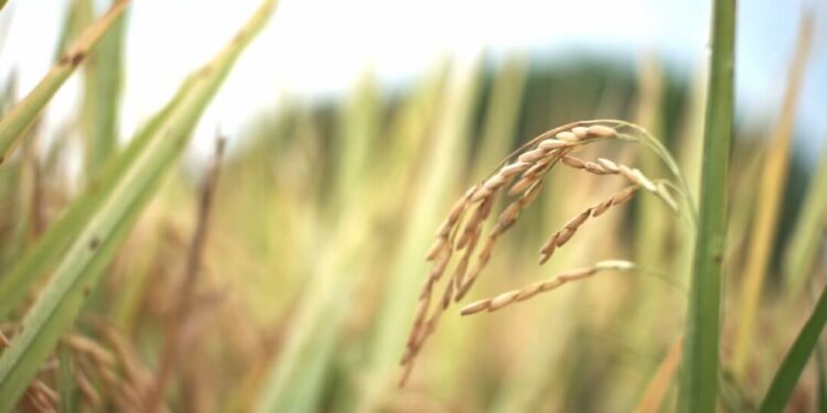 Abinader dice gobierno garantiza autosuficiencia producción arroz