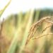 Abinader dice gobierno garantiza autosuficiencia producción arroz
