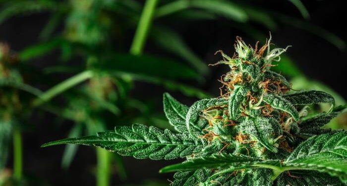Colombia: Gustavo Petro propone legalizar el cannabis sin licencias