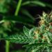 Colombia: Gustavo Petro propone legalizar el cannabis sin licencias