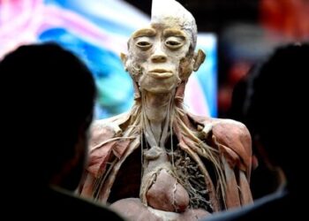 Llega la muestra «Bodies: Cuerpos Humanos Reales»