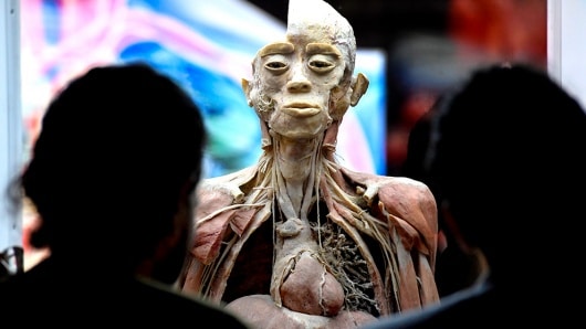 Llega la muestra «Bodies: Cuerpos Humanos Reales»