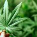 Sergio Carlo aboga por cultivo del cannabis en el país