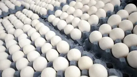 FP exige gobierno dejar sin efecto suspensión exportaciones de huevos