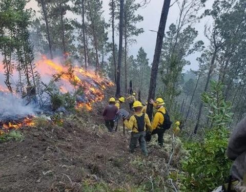 Gobierno anuncia plan regenerar zonas afectadas por incendios