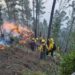 Gobierno anuncia plan regenerar zonas afectadas por incendios