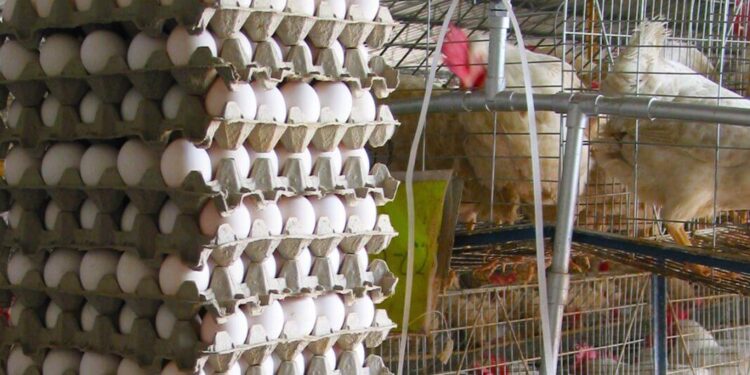 Gobierno paga a productores de la frontera