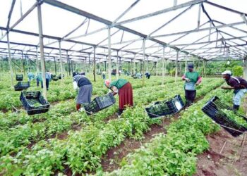 Abinader: «Apoyo al agro es prioridad del gobierno»