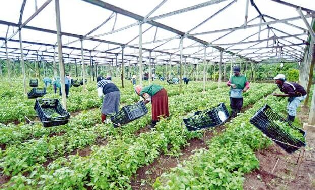Abinader: «Apoyo al agro es prioridad del gobierno»