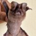 Científicos dominicanos encuentran especie de murciélagos se pensaba extinguida