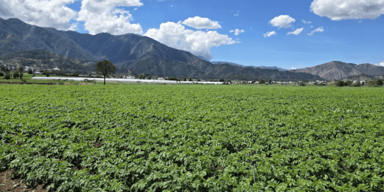 Ministerio de Agricultura interviene parcela con sospecha de plaga de papas en Constanza