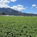 Ministerio de Agricultura interviene parcela con sospecha de plaga de papas en Constanza
