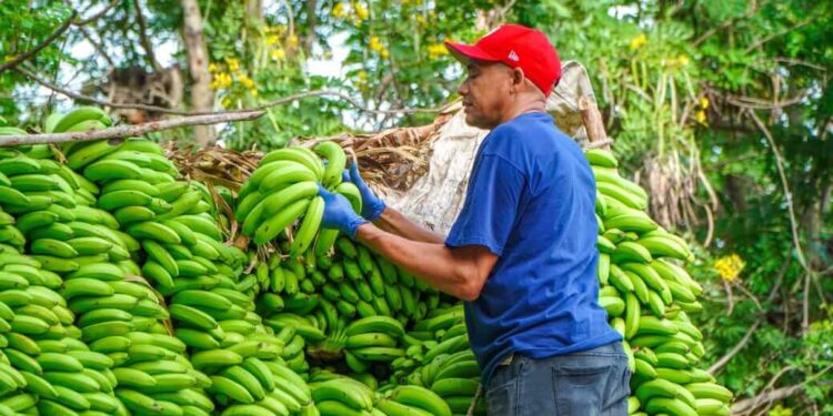 Inespre inicia Ruta Caravana del Guineo a RD$1 peso