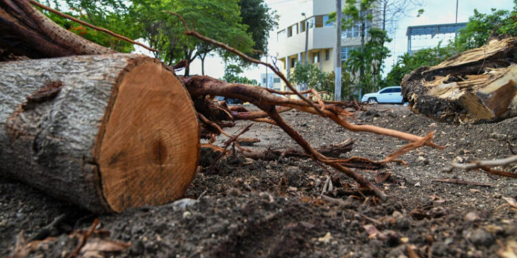 Medio Ambiente explica por qué autorizó cortes árboles en Centro Olímpico