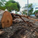 Medio Ambiente explica por qué autorizó cortes árboles en Centro Olímpico