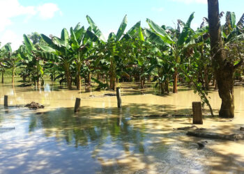 Abinader anuncia apoyo a productores afectados por lluvias en Línea Noroeste