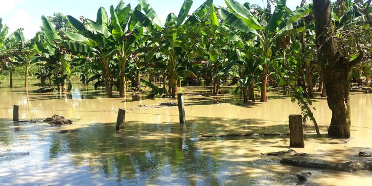 Abinader anuncia apoyo a productores afectados por lluvias en Línea Noroeste
